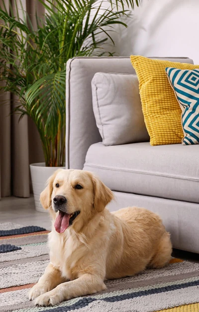 A golden retriever lies on a patterned rug next to a gray couch with yellow and blue pillows, with a leafy plant in the background.